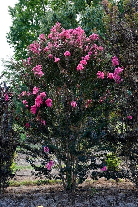 Overcoming common pests and diseases of Twilight magic crape myrtle